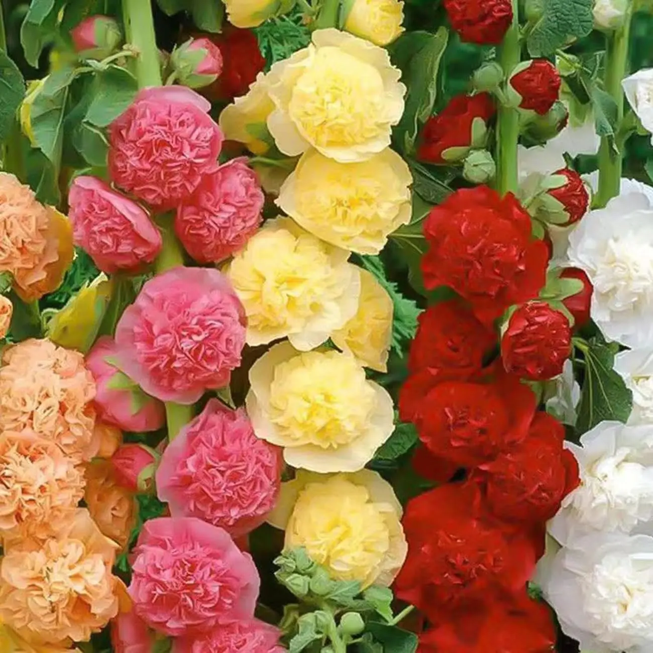 100 Hollyhock Flower Seeds for Planting, Mixed Color Blooms
