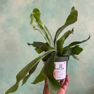 4 in “staghorn” fern plant
