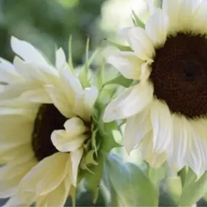 ProCut White Nite Sunflower Seeds 50 Count