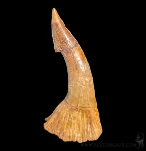 Fossilized Sawfish Rostrum Barb