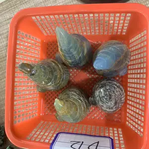 fire quartz butterfly wings