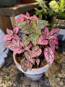 Pink Polka Dot Plant