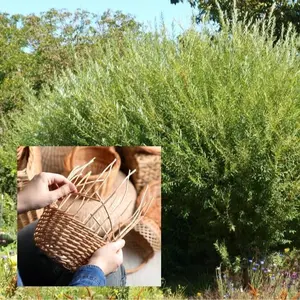 Basket Willow Cuttings to Grow - Used to Make Willow Basket Weaving or Willow Fence- Salix viminalis, Osier Willow (10 Cuttings)
