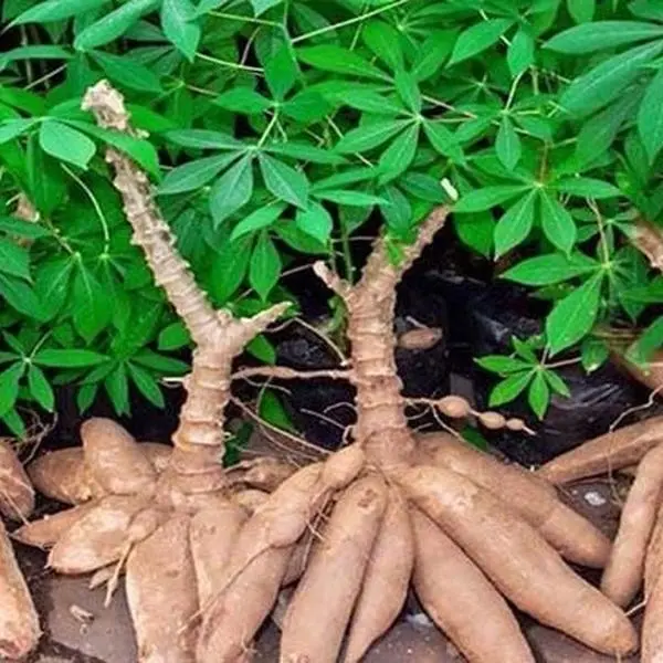 5 Sweet Yuca Cassava Manihot Cuttings Rooted  Inches Cassava Tree for Planting, Well Rooted, Ready to Plant