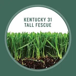Kentucky 31 Tall Fescue Grass Seed, 3 lbs. Kentucky 31 Tall Fescue Grass Seed, 3 lbs.