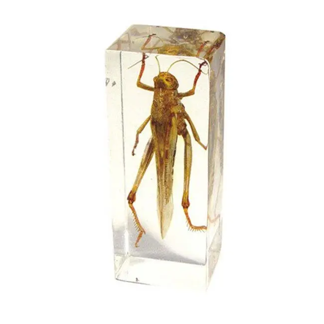212 MAIN Real Grasshopper Bug Paperweight - Regular-Large Insect Art, Transparent Desk Decor Accessory with Flowers and Leaf, Indoor Display for Office/Commercial Furniture