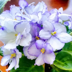 100 African Violets Saintpaulias Seeds | Premium Non-GMO Heirloom Flower Seeds | Long lifespan | Attractive Houseplant Garden Container Flowering Plant