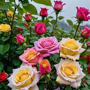 300 Pcs Mixed Color Rose Seeds for Planting, Rare Multicolor Blooming Roses, Easy to Grow Garden Flower Seeds, Romantic Backyard Climbing and Bush Rose Seed Pack for Home Gardeners