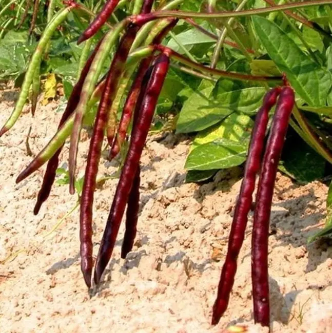 TomorrowSeeds - Mississippi Pinkeye II Purplehull Southern Cowpea Seeds -  Non GMO Vegetable Purple Pink Field Cow Pea Bean Seed 2024