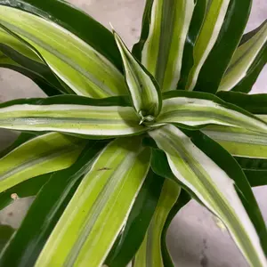 Dracaena Malaika Houseplant