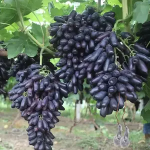 Sapphire Grape Vine Seedling, Hardy and Easy-to-Grow Fruit Vine for Home Gardens, Patios, or Small Orchards, Decorative and Fruit-Bearing Plant
