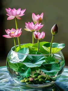 20 Bowl Lotus Seeds for Water Garden Planting – Mini Aquatic Flower Variety for Patio Containers and Outdoor Water Features, Seeds Only, Not Live Plants