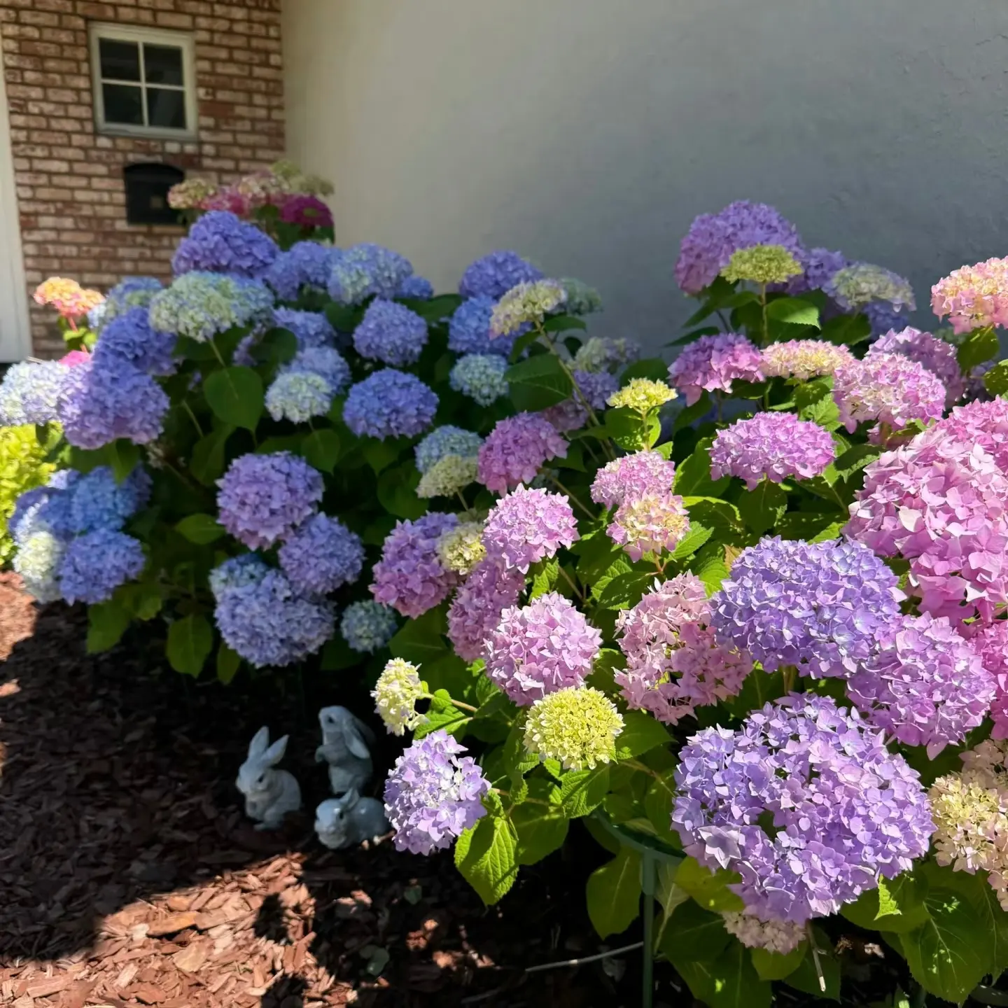 Live Hydrangea Macrophylla Old Stump, Hardy Perennial Flower Shrub, Bare Root Plant for Outdoor Garden Decor backyard easy growth