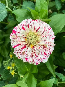 Peppermint Candy Stripe Zinnia Seeds