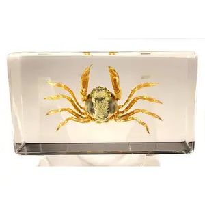 2.8" Real Crab in Crystal Clear Lucite Resin Specimen Preserved Mictyris Brevidactylus Sea Marine Aimal Taxidermy Crafts Collection Decor