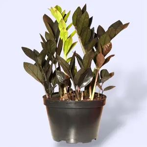 Raven ZZ 4” - Easy Care Low Maintenance Plant
