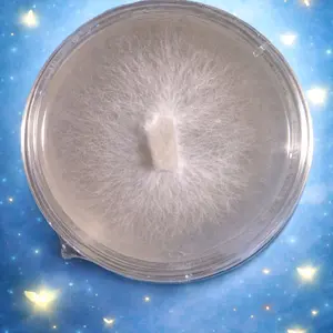 Lions Mane Culture Plate