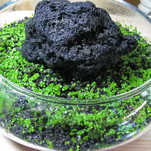 5000 Seeds Large Aquatic Water Grass Decor-Big Leaf Random Aquatic Plant Grass Seeds Indoor Beautifying Plant Seeds Oxygenating Weed Live Pond Plant Seeds,Fish Aquatic Water Grass Decor-Big Leaf