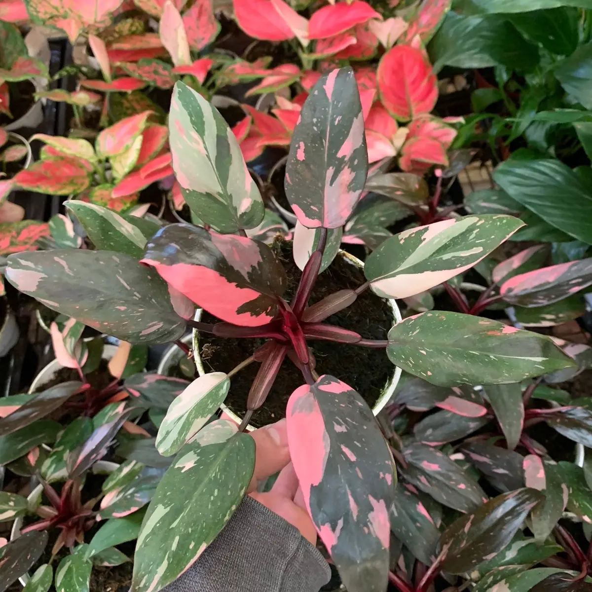 Pink Princess  4inch and 6inch plant /home Decoration