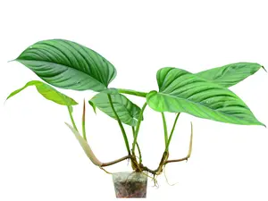 Philodendron ernestii (seedling)