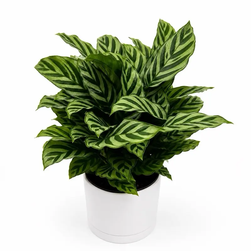 Calathea ‘Freddie’ 6” Pot – Pet-Friendly Tropical Houseplant | Unique Patterned Foliage & Easy-Care Indoor Plant