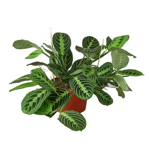 House Plant 4-MARANTA-LEMON.LIME Lemon-Lime Prayer Plant in 4 in. Pot, Live Plants, Potted Indoor Plants