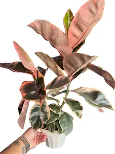 6" XL Ruby Rubber Tree (Ficus Tineke), Live Houseplant, Indoor Plant
