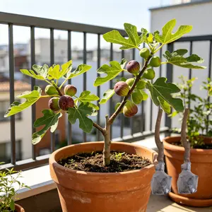 （ZH#ZR）Fig Tree Seedling – Home Garden Edible Fruit Plant, Easy to Grow, Hardy Outdoor and Indoor Varieties for Backyard, Patio, and Container Gardening