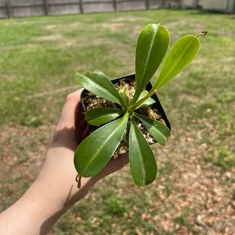 Lowii x Vent Carnivorous Pitcher Plant - Green Leaf, Potted, Ideal for Indoor or outdoor shade