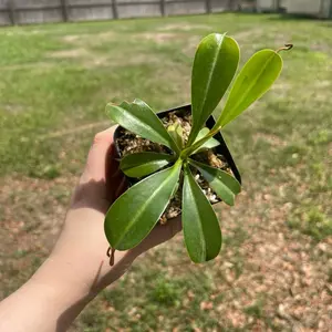 Lowii x Vent Carnivorous Pitcher Plant - Green Leaf, Potted, Ideal for Indoor or outdoor shade