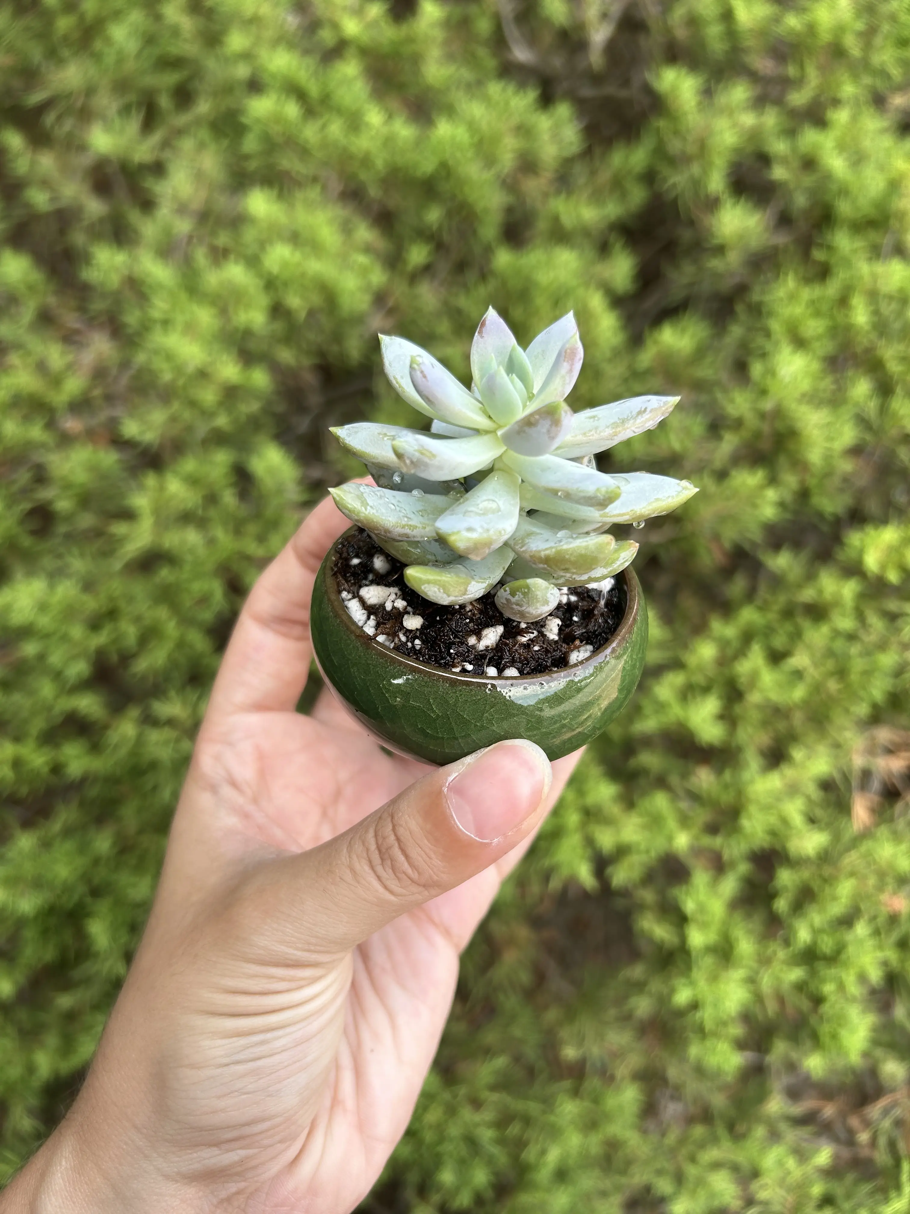 Mini 1.25 Inch Small Potted Live Succulent - Succulent in Ceramic Pot, Ready for Gifting, Indoor Houseplant