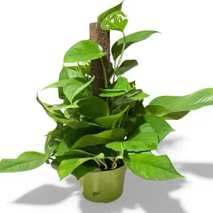 Pothos Green Queen on Pole, Climbing Pothos, Beginner Friendly, Low Maintenance