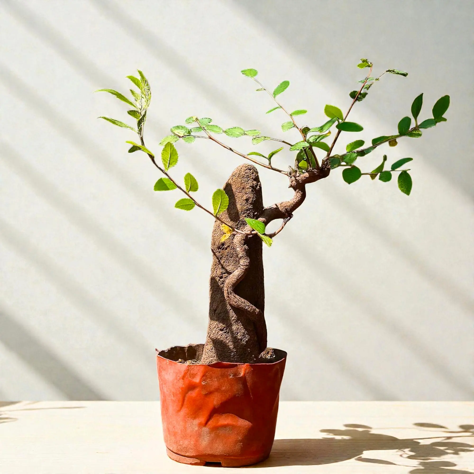 Live Elm Bonsai Tree – Ulmus parvifolia Bonsai for Indoor Outdoor,Root-Wrapping Trunk Style,Easy Care,Plant Lover Gift