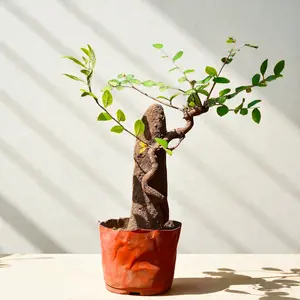 Live Elm Bonsai Tree – Ulmus parvifolia Bonsai for Indoor Outdoor,Root-Wrapping Trunk Style,Easy Care,Plant Lover Gift