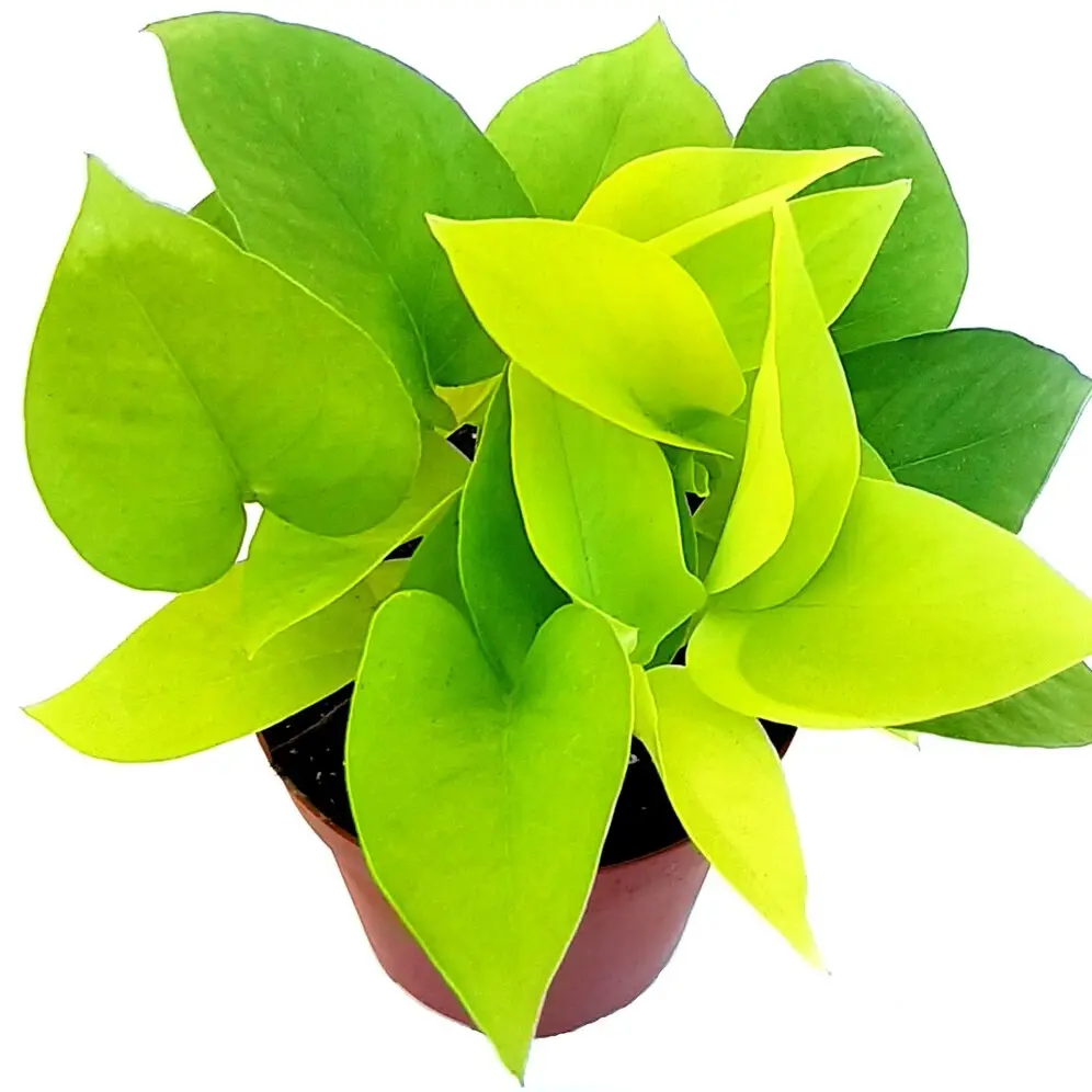 4” Neon Pothos/Epipremnum Aureum – Houseplants, Foliage Plants, Low Light Plants, Home Décor, Air Purifier, Trailing Plants, Hanging Baskets, Decor, Decorative
