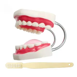 Adult Oral Care Demonstration Model