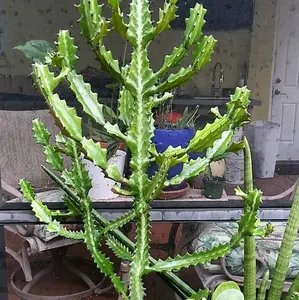 Large Dragon Bones Cactus  plant CUTTING Euphorbia approx 8" tall.
