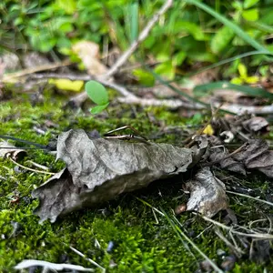 Simple Pointed Wire Wrapped Ring