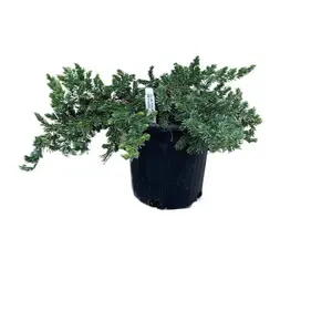 LJ Plant Nursery JUNIPER BLUE PACIFIC (JUNIPERUS CONFERTA 'BLUE PACIFIC') - 1 GALLON