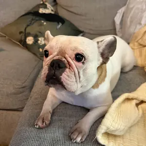 Dog is Human Daily Multivitamin for Dogs (Chicken Flavor) Human-grade, Vet-formulated, Made in Vermont