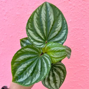 Peperomia Ecuador in 4 inch pot - Pet Friendly Plant