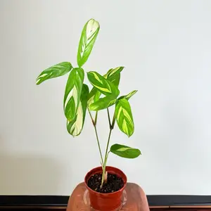 Never Never Plant - Ctenanthe, Compact Size, Easy Care, Rare Variety, Ideal for Indoor Use