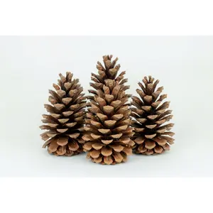 Natural Pinecones - 6-9"