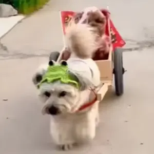 Original intention only home