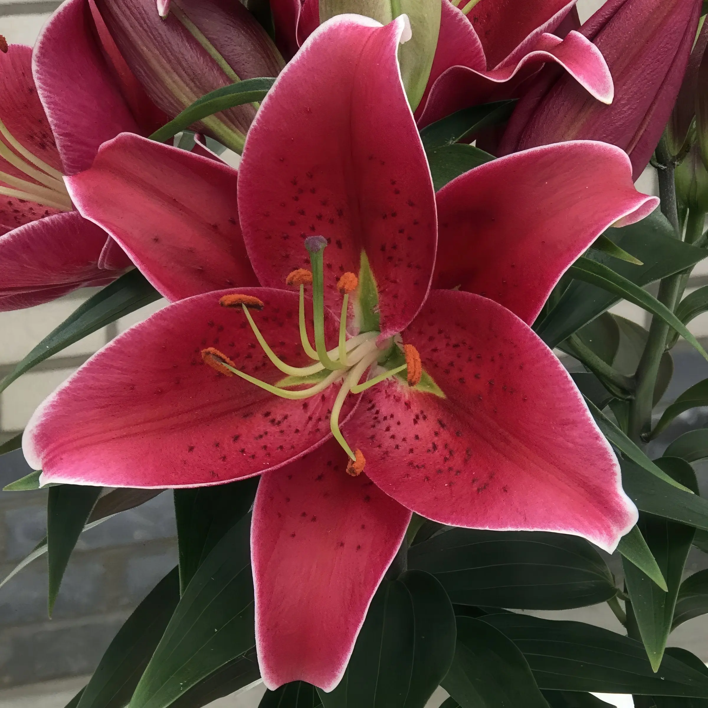 Lilium 'Sunny Keys' Lily – 6 Piece Bulb