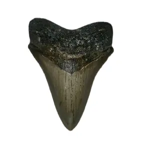 Megalodon Tooth 3.4"x 2."