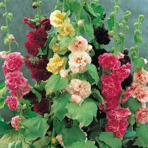 Double Hollyhock Seeds – Colorful, Long-Blooming Garden Flowers | Beginner-Friendly & Great for Outdoor Decor