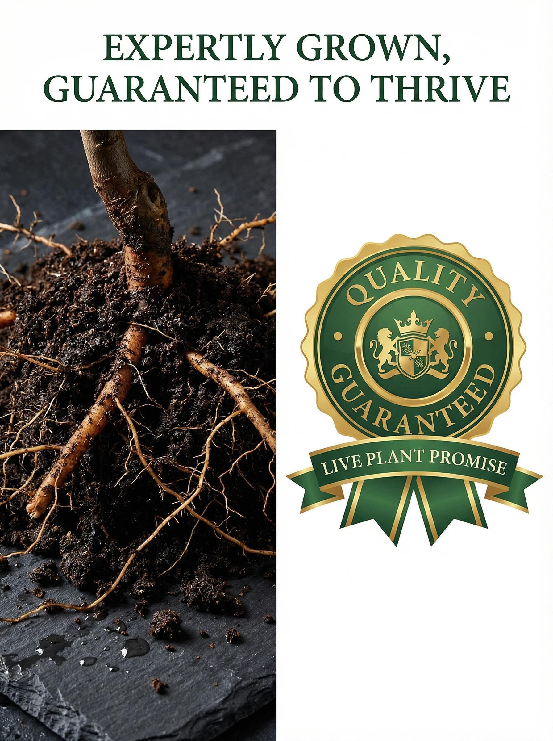 Live Exclusive Heirloom Non-GMO Grafted Plum Tree Sapling – Live Perennial Fruit Tree for Outdoor Garden & Backyard Planting