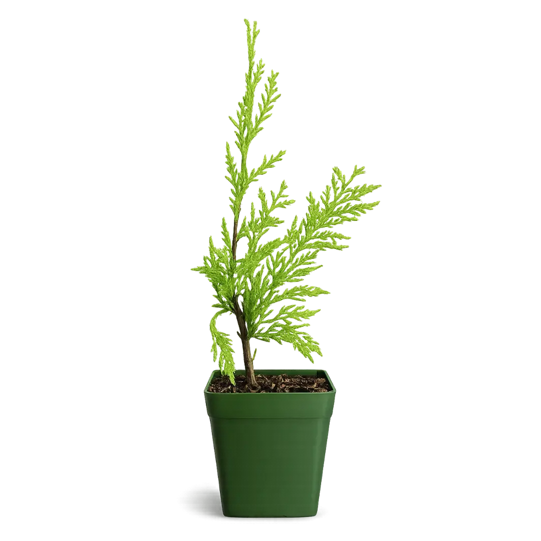 Sabina Juniper Bonsai – Beginner Friendly Outdoor Tree