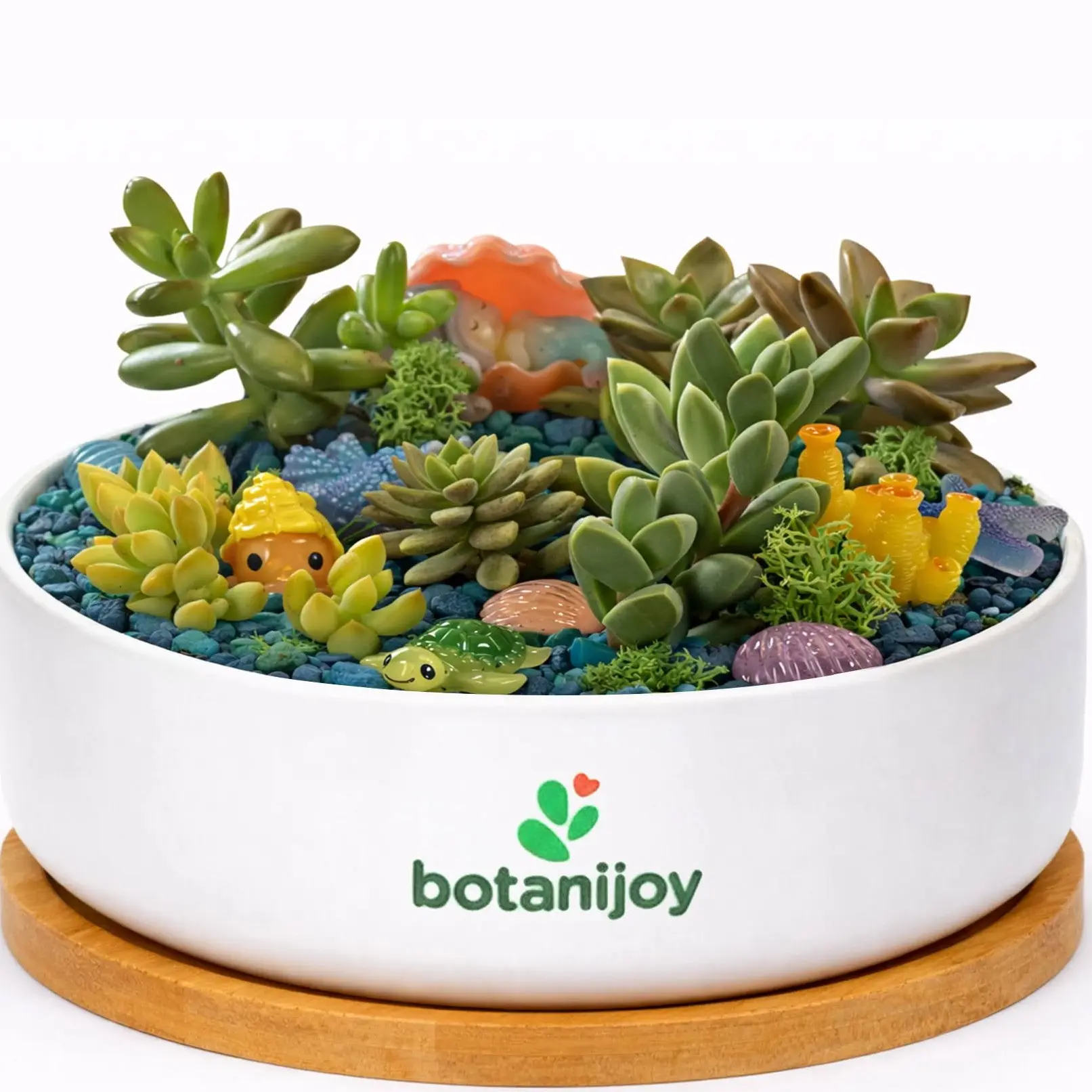 Botanijoy - Coral Reef Tales Live Plant Succulent Kit - Indoor Home Decor for Plant Lovers, Garden Supplies